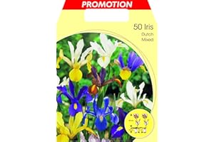 PERAGASHOP BULBI AUTUNNALI IRIS HOLLANDICA MIXED COLOR Paquete de 50 bulbos a granel