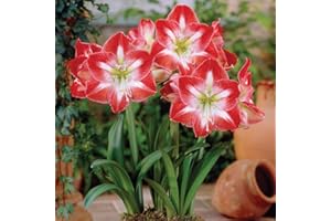 THOMPSON & MORGAN Amaryllis Minerva Tender Bulb Ideal as an Indoor Plant or Gift Deep Red and White Stripes Trumpet Shaped Flower Heads Ideal for Windowsills or Conservatories 1 x Amaryllis Bulb by Thompson and Morgan