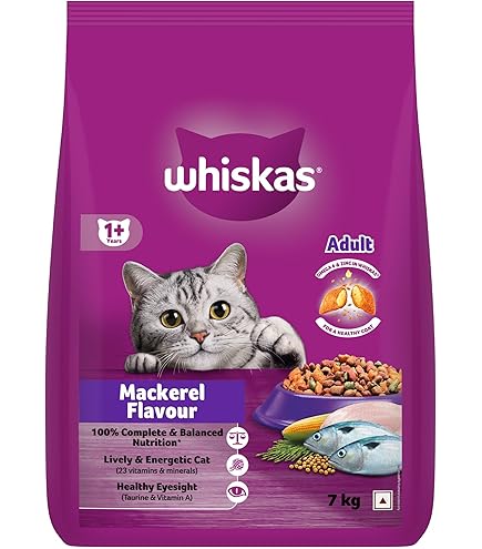 family cats　0507 🔴 Cats Family in English 2025 - Indian Cats 😻 Cartoon for