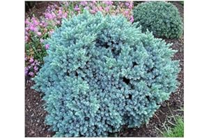 GrowOn Shrubs [x3] Dwarf Conifer Juniperus Squamata 'Blue Star' | Multi-Pack | Evergreen Shrubs | Outdoor Garden Ready Plants