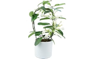 PLANTS BY POST Stephanotis Floribunda Jasmine Hoop Plant – Comes in A Beautful Ewi Dot White Ceramic 12cm Pot. an Unusual Indoor House Plantpot. Real Living, White Flowering, with A Sweet Scent. Perfect As A Gift