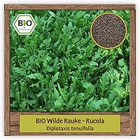 BIO Rucola Samen mehrjährige Salat Sorte (Diplotaxis tenuifolia) Kräutersamen wilde Rauke