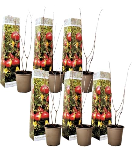Albero Di Melograno Dente Di Cavallo - Pianta Da Frutto Di 2 Anni, Altezza 1-1.5 M, Rustica E Produttiva