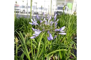 VIVAI DE LAURENTIIS Agapanthus Africanus Blue (Giglio Africano) Blu Vaso 19 cm