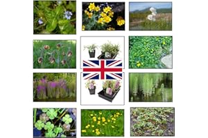 Lincolnshire Pond Plants Ltd - Native Marginal 8 Pack Potted