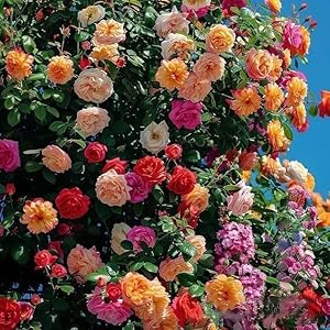 QENIOS 100 Seeds climbing rose seeds for home garden climbing rose imported flower seeds for home and kitchen gardening | rose seeds for home gardening | high germination rate (100 SEED)