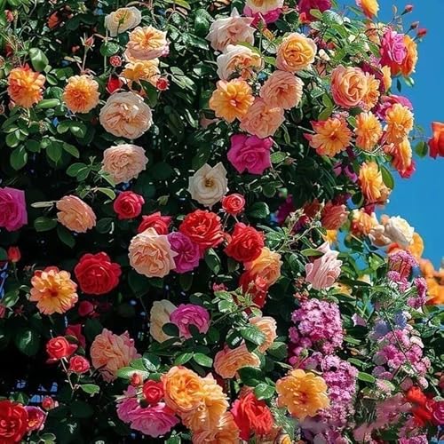QENIOS 100 Seeds climbing rose seeds for home garden climbing rose imported flower seeds for home and kitchen gardening | rose seeds for home gardening | high germination rate (100 SEED)