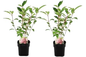 Plant in a Box - Hydrangea paniculata Vanille-Fraise - Set de 2 - Hortensia résistant au froid pour le jardin - Pot 17cm - Hauteur 25-40cm