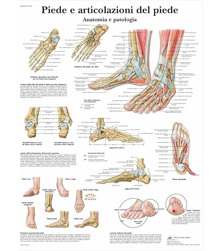 Poster Anatomia Bacino E Anca 3B Scientific - Illustrazione Didattica Per Studio E Medicina - Foto 7