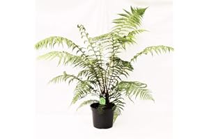 Baumfarn Dicksonia antarctica ca. 120 cm – Winterhart & Exotisch | Perfekt für Garten & Terrasse