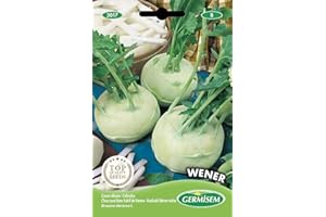 Germisem graines Chou rave blanc hâtif de Vienne WENER
