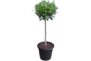 GARDENS4YOU Laurus nobilis Standard Bay Tree - 1 Tree