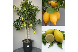 SAVINI VIVAI L'ARTE DI FARE NATURA SAVINI VIVAI Pianta di Limone Albero Agrumi Lunario Limone ad Alberello in Vaso da 35 cm altezza 150-180 cm 6-7 Anni di innesto Made Italy