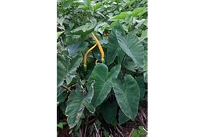 PONDPLANTSUK Colocasia Esculenta 'Rubra' (Elephant Ear) - Marginal Pond Plant - Pond Plants - Water Plants-None-1 LTR