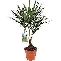 Trachycarpus fortunei | Chinesische Hanfpalme groß | Palme winterhart | Palme Balkon | Höhe 80-90 cm | Topf -Ø 21 cm