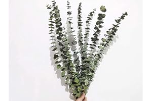 HANYUN 10 Stück Eukalyptus Getrocknet Pflanze,45cm Natürlich Trockenblumen Blumenstrauss Eukalyptus Zweig Echt Eukalyptus Blätter Deko für Hochzeits, Frühlings, Wohnzimmer, Schlafzimmer, Badezimmer