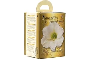 GREENBROKERS White Amaryllis Flowering Gift Box | Complete Kit with Bulbs | Perfect Festive Flowers | Potting Compost & Pot | Festive Christmas Packaging