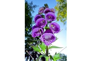 SAMENCHILISHOP 1000+ Samen Rote Fingerhut ,Digitalis purpurea' -Tolle Pflanze für den Garten-