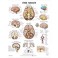Anatomical Chart The Brain