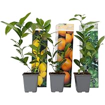 Plant in a Box - Mediterranen Obstbumen - 4er Mischung - Olivenbaum,  Zitronenbaum, Feigenbaum und Orangenbaum - Topf 9cm - Hhe 25-40cm :  Amazon.de: Garten