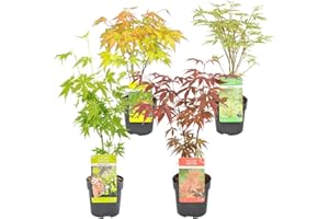 4x Acer Mix - Orange Dream - Going Green - Papillon - Atropurpureum – ⌀10,5 cm - 25-30 cm