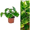 Scindapsus Aureus - Devil's Ivy House Plant - Arrives in 13cm Pot - Golden Pothos