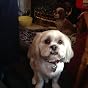 Vivid Arts Shih Tzu Hundefigur – Sitzend, Braun-weiß, Handbemalt Aus Kunstharz, Garten-Deko