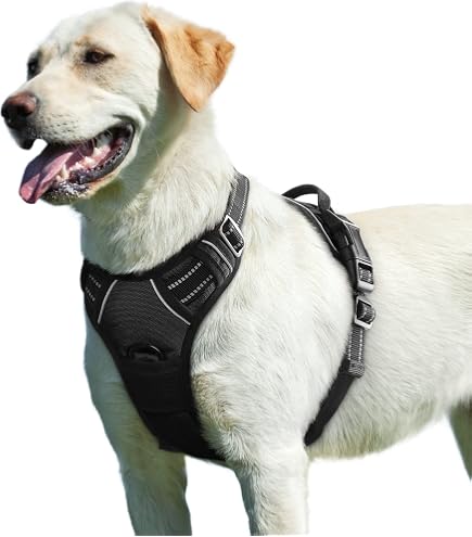 ACARAPETS - Leine, Halsband und Geschirr - All-in-One fr Hunde -  Ergonomische Passform gegen Scheuern. : Amazon.de: Haustier