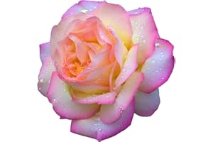 ACQUA TOWER GROWING SYSTEMS Hybrid Tea Rose Plant, 'Peace', 1 x Full Plant in 5 Litre Pot, Rose Plants, Roses, Garden Ready, Ready to Plant, Premium Quality Rose