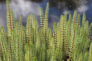 WASSERPFLANZEN WOLFF - Hippuris vulgaris - Tannenwedel - Teichpflanze - QUALITÄTSSTAUDE durchwurzelt im 9x9cm Topf - winterhart - heimisch
