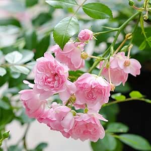 Rose The Fairy&reg; - Bodendeckerrose zartrosa Bl&uuml;ten - Kleinstrauchrose Pflanze Duftend Winterhart Halbschattig von Garten Schl&uuml;ter - Pflanzen in Top Qualit&auml;t