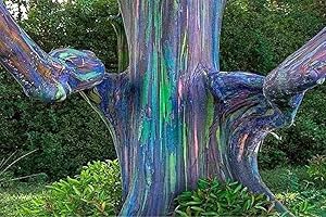 SVI 75 graines d'Eucalyptus deglupta, Rainbow-Arbre, Rainbow-Gum, graines viables rares, par les semences et les fermes