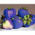 Green view® Sweet Blue Strawberry Live Plant/Grafted Plant For Home Garden (Pack Of 1)