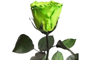 ‎ROSEMARIE SCHULZ HEIDELBERG Ewige Rose Grün - echte konservierte Rosen mit Stängel 30-35cm lang haltbar 3 Jahre - Blumen für Deko Vase grün Boho Style Geschenke für Frauen zum Geburtstag - Genesung Geschenke Frau (Grün)