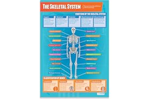 Daydream Education - Le squelette | Affiches d'éducation physique | Papier brillant mesurant 850 mm x 594 mm (format A1) | Tableaux d'éducation physique pour la salle de classe