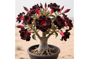 BNSOIDE Exquisita rosa del desierto, adecuada para plantar al aire libre, resistente al frío, de rápido crecimiento, apto para principiantes.-1 rizoma-e