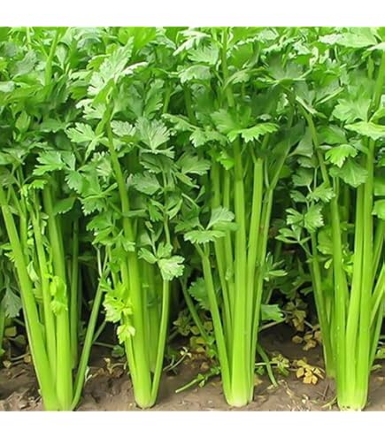 150 Semi Di Celidonia - Erba Officinale, Piante Tappezzanti, Per Giardino O Balcone