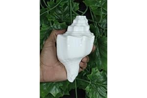 ASHIRWAD Shankh Vamavarti Dattatreya - Coquille de conque - Ritual Puja - Shankhnaad (Shankh-07)