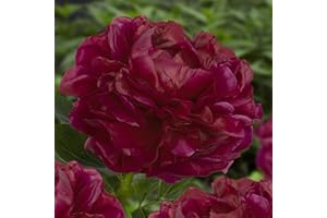 Pfingstrose Dark Red Passion (1 Pflanze), große Päonien Hybride, Winterharte mehrjährige Staude, Pflanzen aus Holland für Garten und Topf (kein Samen, Zwiebeln und nicht künstlich)