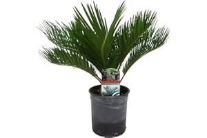 Plant in a Box - Cycas Revoluta - Palmier intérieur et extérieur - Pot 15cm - Hauteur 45-60cm