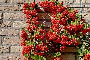 Piracanta rossa "Pyracantha coccinea" Agazzino pianta da siepe sempreverde vera da esterno in vaso ø8 bio cm h. 60/100 cm Vivaio di castelletto