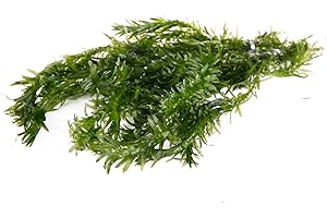 Lincolnshire Pond Plants Ltd - 10 x Oxygenating Weed Live Pond Plant ELODEA DENSA - Also Aquarium Aquatic Plants (Weigthed)