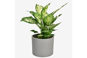 HAPPY PLANTING UK Dieffenbachia Houseplant – Air-Purifying Low Maintenance Indoor Plant for Home & Office Decor by Luxe Leaf Plants