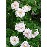 'Schneekoppe' (R), Kleinstrauchrose im 4 Liter Container