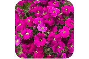 GROWTANICAL Aubretia 'Katie Red Shades' X 6 Plug Plants