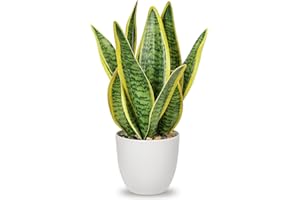 OAIRSE Artificial Snake Plant in Pots Fake Plants Potted Artificial Sansevieria Plant Artificial Plants Indoor Decorative Faux Plant for Home Bathroom Kitchen Bedroom Office Decoration, 33cm
