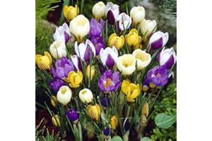 FLORIANA-BULBOSE Bulbi da Fiore (30 X Crocus botanici MIX)