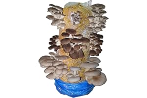 FORAGERS TABLE GOURMET MUSHROOMS Mushroom Growing Kit, Edible Blue, Florida & Phoenix Oyster, XL 1 Meter Long, Easy and Fast Ideal for Beginner Mushroom Grow kit, Including Living Spawn, Gardening Gifts - Foragers Table