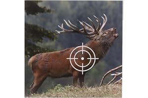 shoot-club 50 Tiermotiv Zielscheiben Hirsch Format 14x14 cm