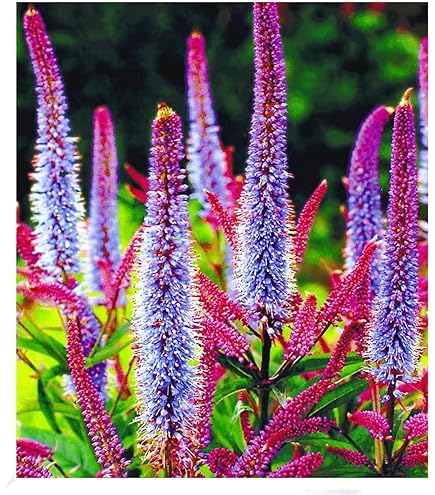 Wüstenrose Blumenzwiebeln Winterhart - Mysteriöse Magische Knollen Mehrjährig